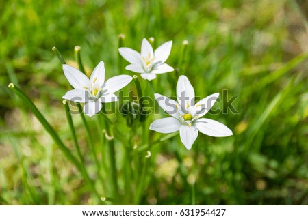 small white flower called crow onion 