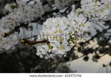 tree in bloom
