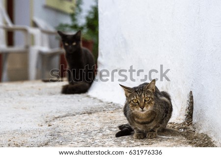 cats on the street by mediterranean countries