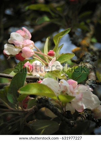 macro photo with the branches of Apple trees with white flowers, as source for design, advertising, printing, decoration