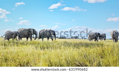 Elephant Herd - Chobe National Park, Botswana: Herd of elephants returning from a mud bath and walking peacefully on a green and yellow grass plain.