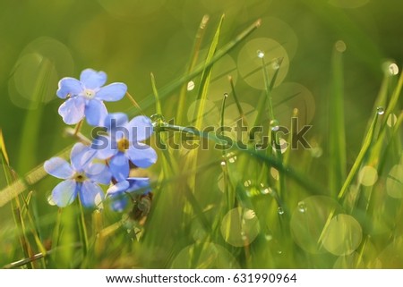  forget-me-nots (Myosotis sylvatica)  in bright green grass with drops of dew at dawn. floral background