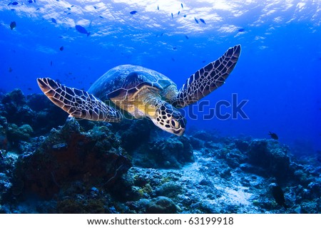 Sea turtle swimming over the coral reef