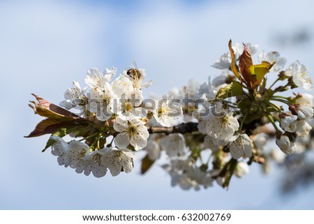 Photo of flowering cherry with sky. Gardening- trees.