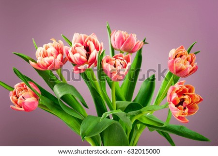 Spring tulip flower bouquet on a pink background