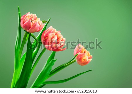 Spring tulip flower bouquet on a green background with space for text.