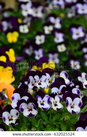 Pansy. Pansy flowers in garden. Pansy. Mixed pansies in garden near florence, Italy.