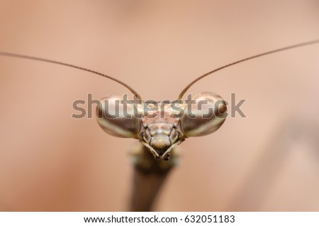 Eye of Mantis