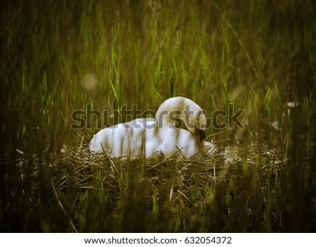 Swan in reed nest