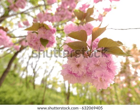 Spring cherry blossoms closeup