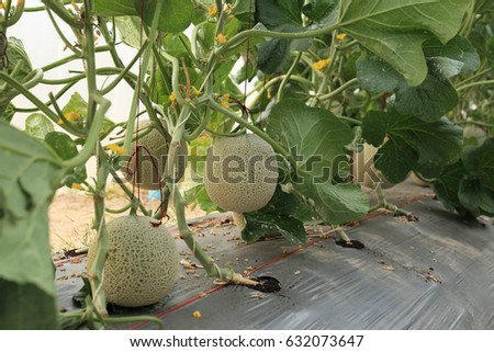 Melon fruit on plant in organic farm.
