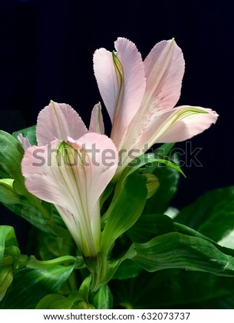 Alstroemeria flower. South American native flora Like small lilies It is often referred to as the Peruvian Lily or the Lily of the Incas.