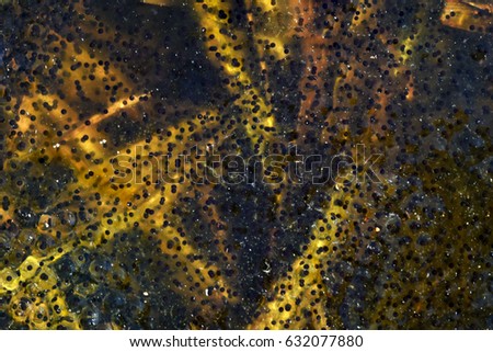 Black eggs (caviar) of moor frog in swap between algae