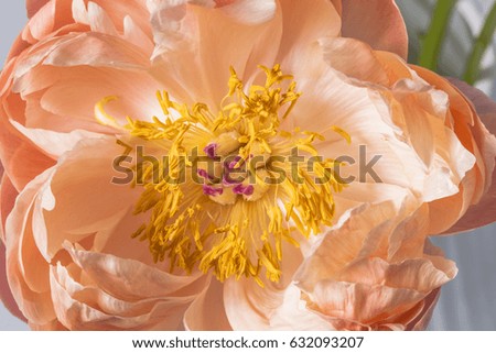Smooth peony flower in bloom macro