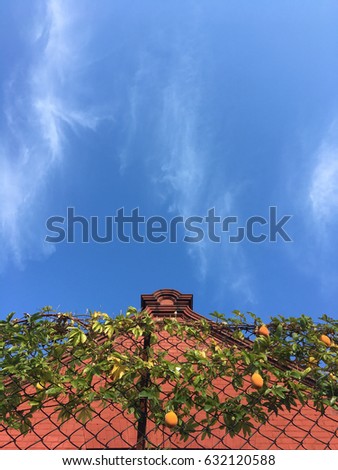 Passion fruit growing on fence with blue sky background
