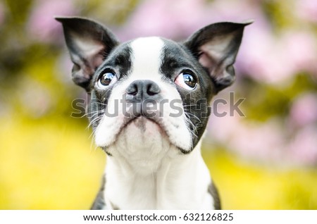 sweet doggy look of squinting focused black and light brown puppy male boston terrier dog looking up summer in park sunny day