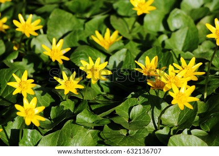Yellow lesser celandine flowering in spring
