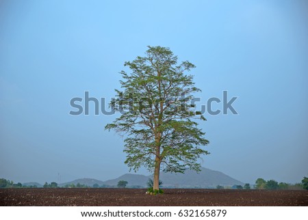 tree alone in thailand