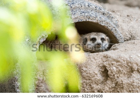 An curious looking meerkat looking for danger
