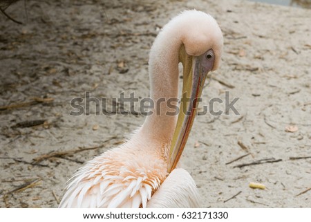 Great white pelican of South Africa