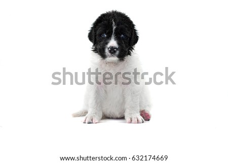 landseer puppy dog pure breed kennel