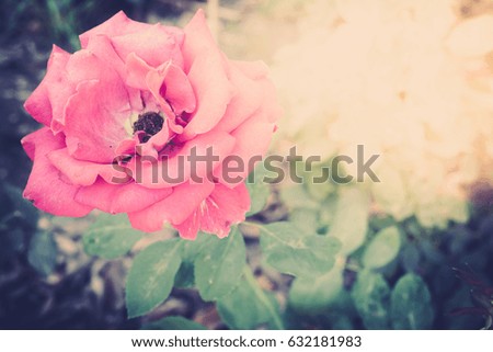 Romantic vintage rose background. Sweet artificial roses background, vintage tone.