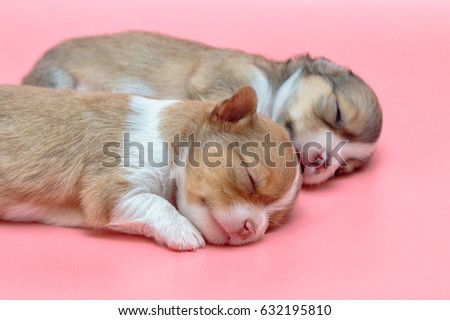 Newborn chihuahua puppy sleeping together