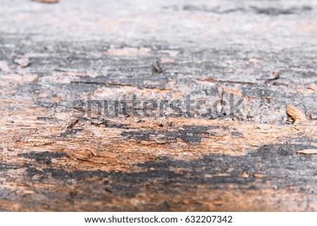 wood texture old pattern beautiful background macro select focus with shallow depth of field.