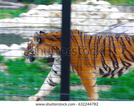 Tiger in zoo walking
