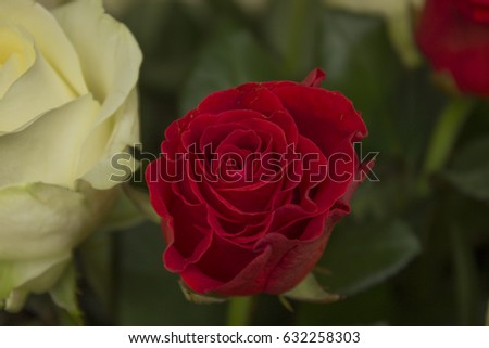 Red and white roses
