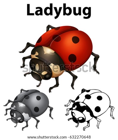 Ladybug in three styles on white