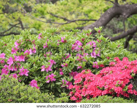 Azalea in shinjuku garden , Azalea flower