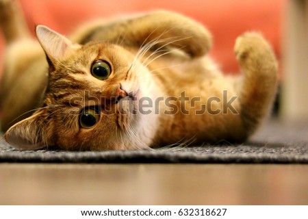 Relaxed cat looking at the camera. Golden shaded British short-hair purebred male cat. Hazel-green eyes. Lying on his back, face turned to camera. Royalty-Free Stock Photo #632318627