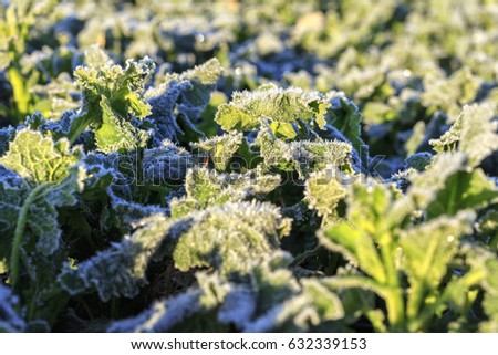 The field of winter rape in spring is covered with hoarfrost