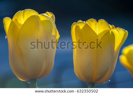 Dreamy yellow tulip background scene. Close up macro shot of yellow tulips in garden park, London.