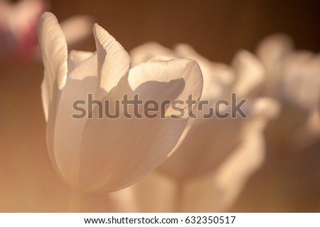Dreamy white tulip background scene. Close up macro shot of white tulips in garden park, London.
