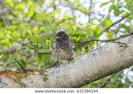 A Darwin's Finch Sitting on a Big Tree Branch Near Tortuga Bay in Santa Cruz, Galapagos Islands