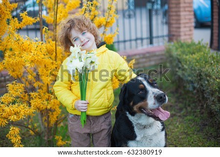 Boy and a dog in the spring, flowers, boy with a bouquet of daffodils in his hand and a big black dog on a background of a yellow flowering bush, spring, a green background, Large Swiss Mountain Dog