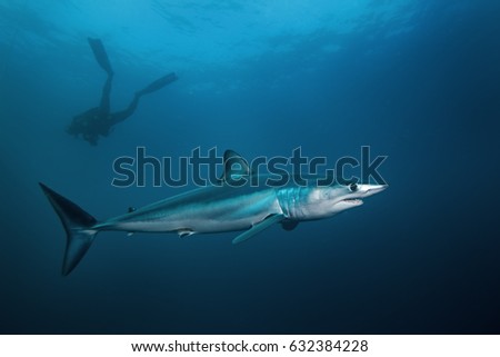 Mako shark, Isurus oxyrinchus, Atlantic ocean