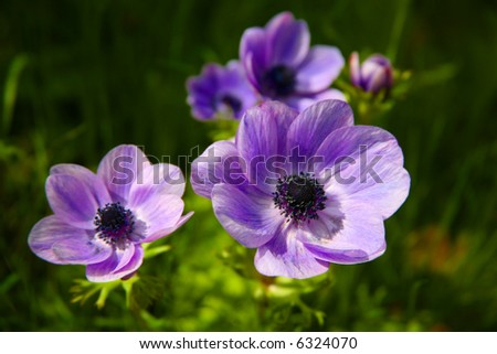 Purple Anemone Spring Flowers in a Flower Garden