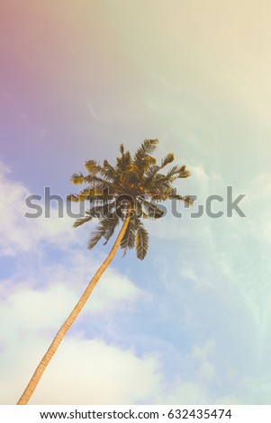 Single palm tree during sunny day with vintage filter. Instagram look