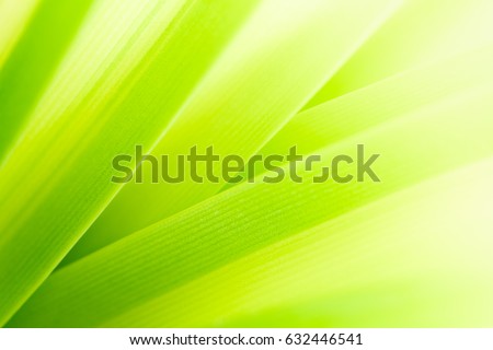 Nature of green leaf in garden at summer. Natural green leaves plants using as spring background cover page environment ecology or greenery wallpaper Royalty-Free Stock Photo #632446541