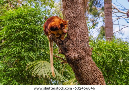 The Tree Kangaroo are native to the tropical rain forest of New Guinea and northeastern Australia