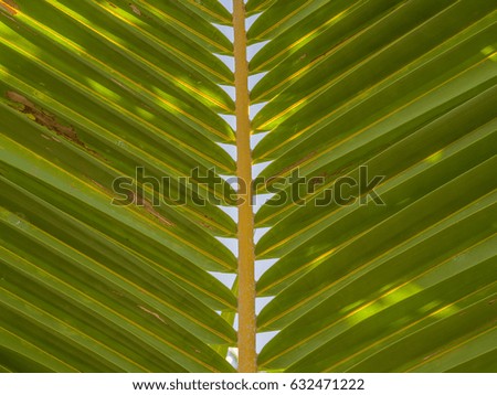 Closeup view of a Hawaiian Coconut Palm Leaf/Frond.