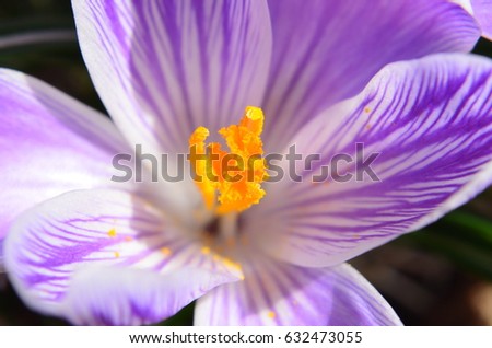 Closeup of inside of purple striped dutch crocus flower 