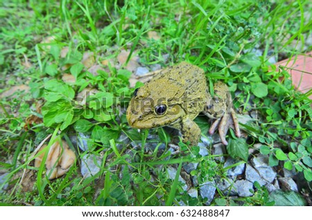 Small frog in green grass and stone