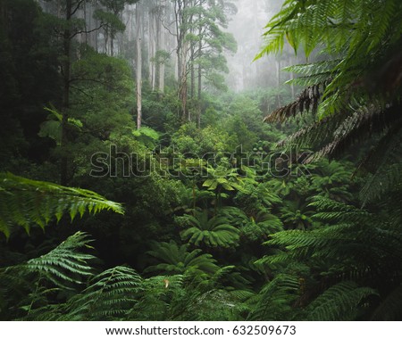 Lush rain forest with morning fog Royalty-Free Stock Photo #632509673