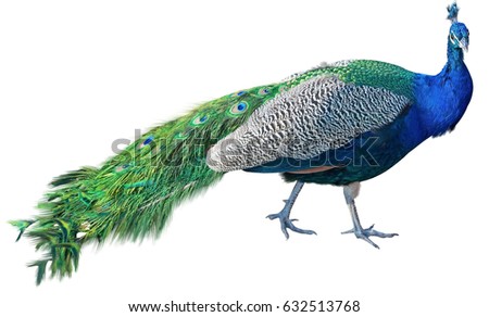 Beautiful Peacock Isolated On White Background Royalty-Free Stock Photo #632513768