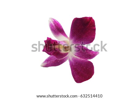 Purple orchid with blur