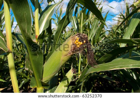 almost ripe cob in a maize field